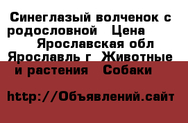 Синеглазый волченок с родословной › Цена ­ 8 000 - Ярославская обл., Ярославль г. Животные и растения » Собаки   
